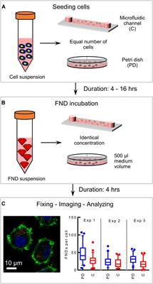 Micro Versus Macro – The Effect of Environmental Confinement on Cellular Nanoparticle Uptake